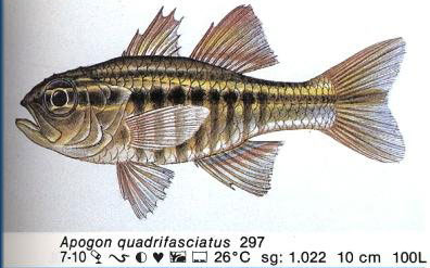 Apogon quadrifasciatus